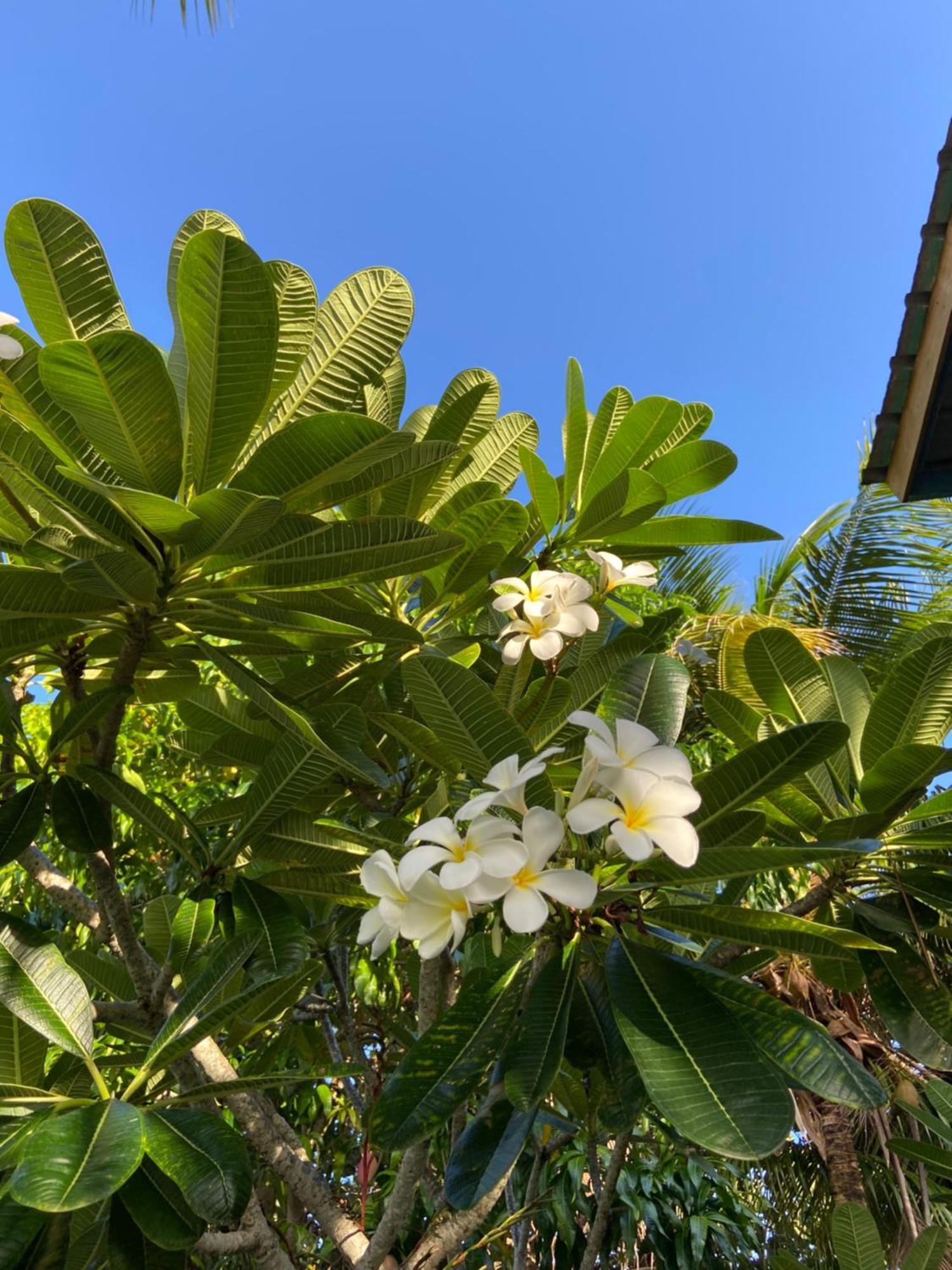 Anda Di Hows Hostel Placencia Экстерьер фото