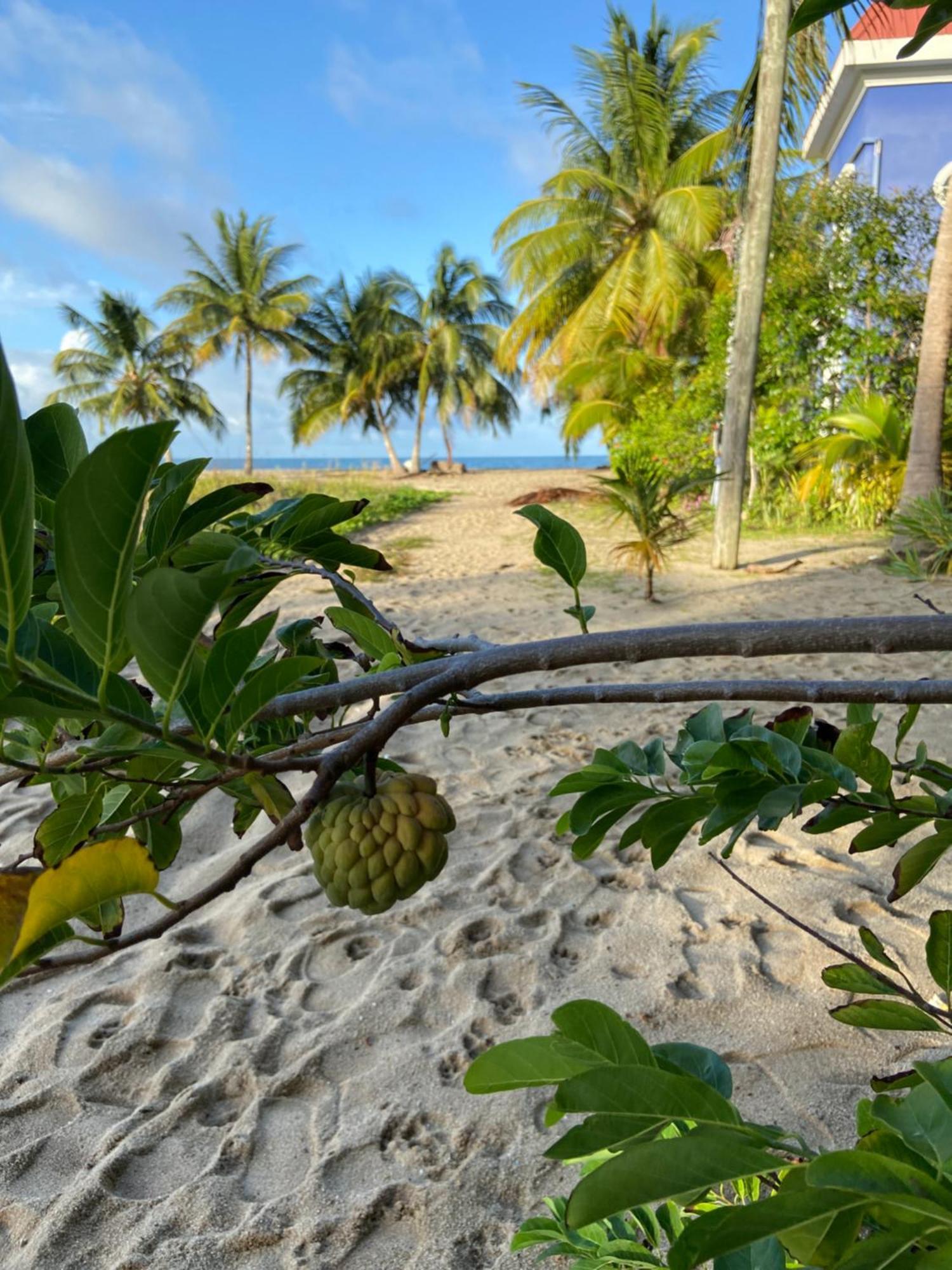 Anda Di Hows Hostel Placencia Экстерьер фото