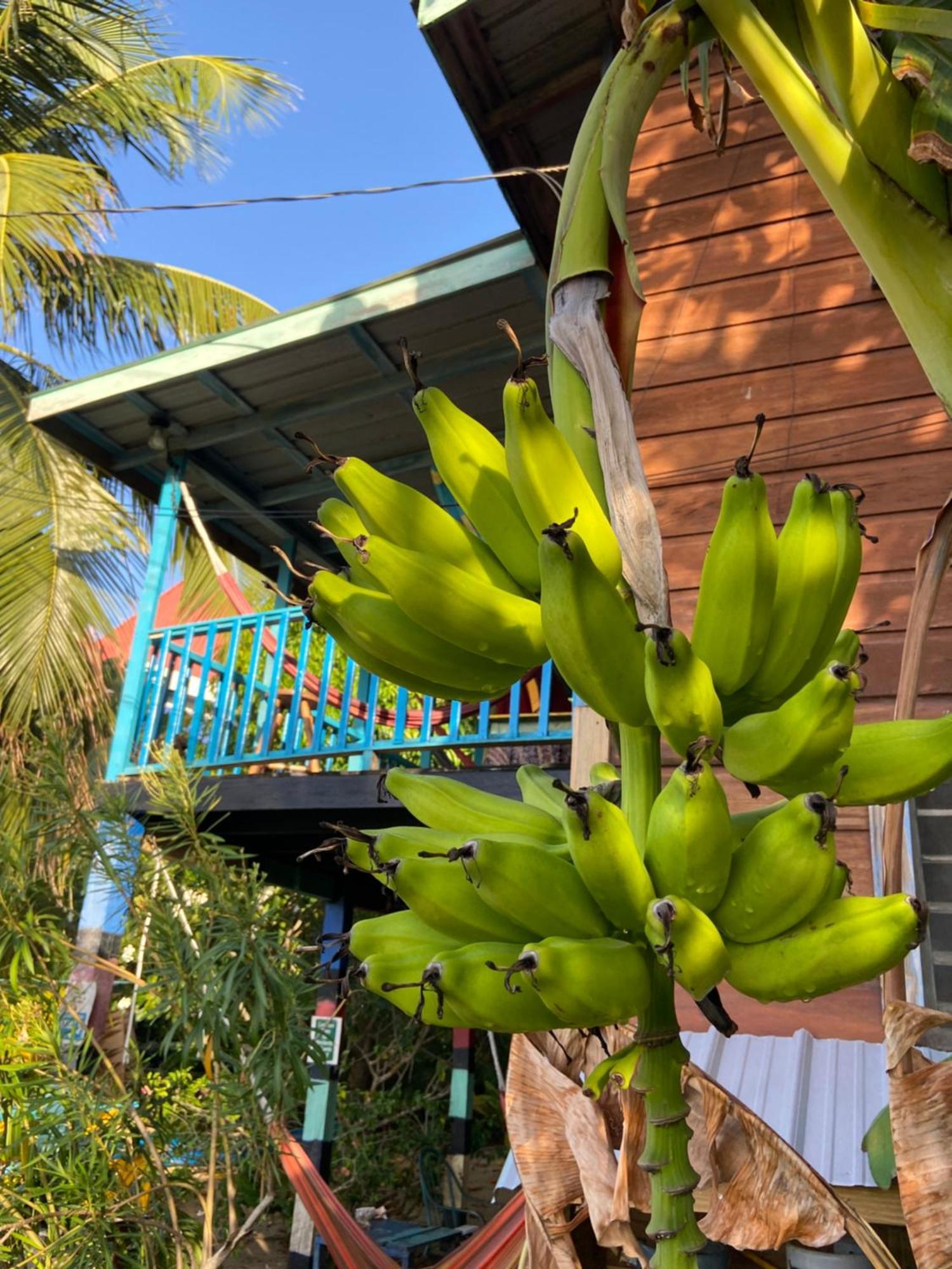Anda Di Hows Hostel Placencia Экстерьер фото